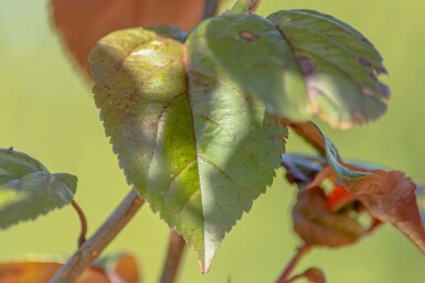 Malus 'Royalty'