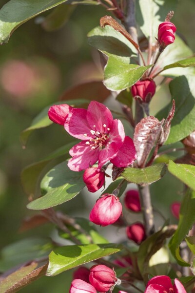 Malus 'Royalty'