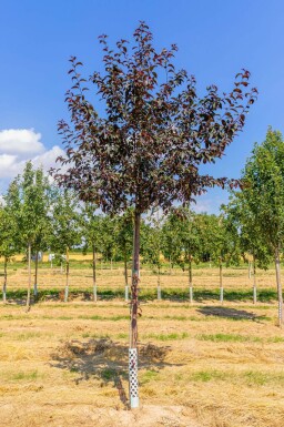 Malus 'Royalty' hochstamm