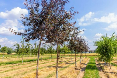 Malus 'Royalty' hochstamm