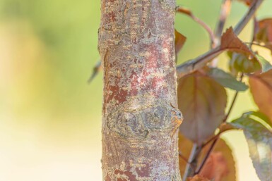 Malus 'Royalty' hochstamm 10/12