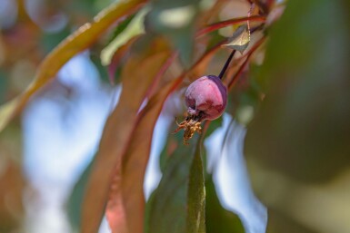 Malus 'Royalty' hochstamm 10/12