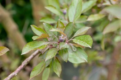 Malus 'Royalty' hochstamm 10/12