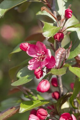 Malus 'Royalty' hochstamm 10/12