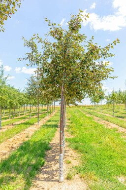 Malus 'Rudolph'