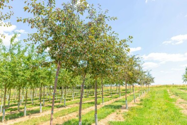 Malus 'Rudolph' hochstamm 10/12