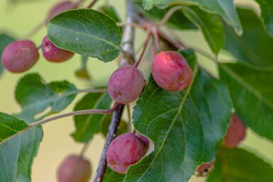 Malus 'Rudolph' hochstamm 10/12