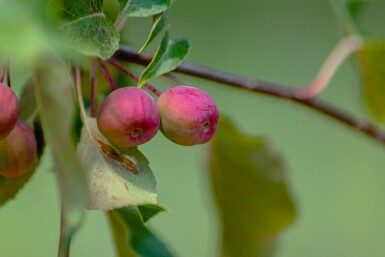 Malus 'Rudolph' hochstamm 10/12