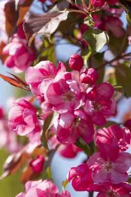 Malus 'Rudolph' hochstamm 10/12