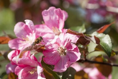 Malus 'Rudolph' hochstamm 10/12