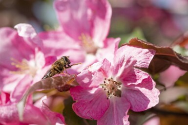 Malus 'Rudolph' hochstamm 10/12