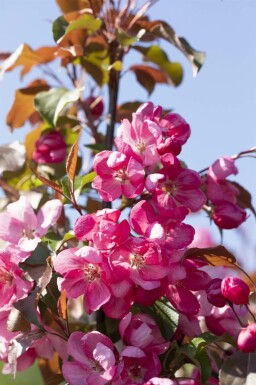 Malus 'Rudolph' hochstamm 10/12