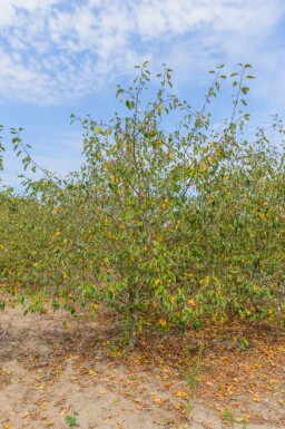 Malus 'Rudolph' mehrstämmig