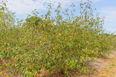 Malus 'Rudolph' mehrstämmig