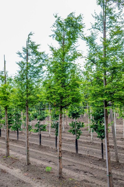 Metasequoia glyptostroboides hochstamm 10/12