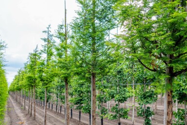 Metasequoia glyptostroboides hochstamm