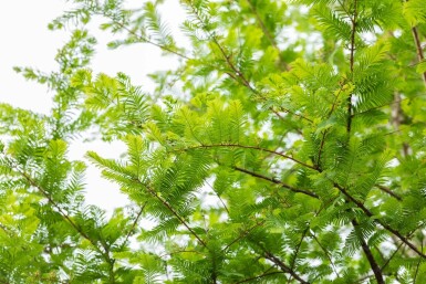 Metasequoia glyptostroboides hochstamm 10/12