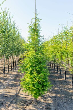 Metasequoia glyptostroboides stammbusch