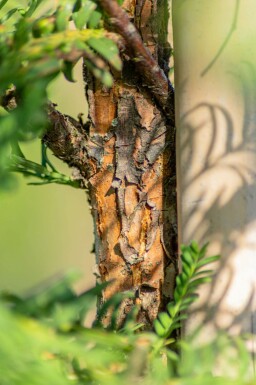 Metasequoia glyptostroboides stammbusch 14/16