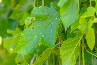 Morus alba 'Pendula'