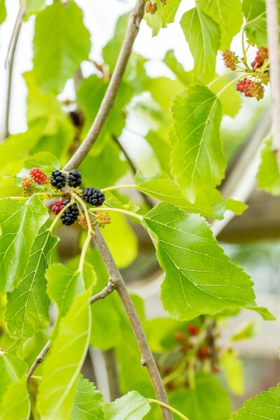 Morus alba 'Pendula'