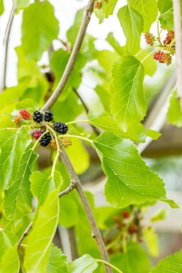 Morus alba 'Pendula' hochstamm