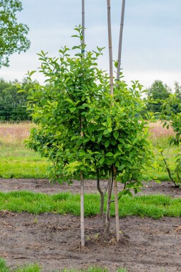 Nyssa sylvatica mehrstämmig