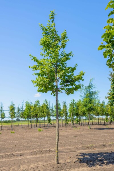 Ostrya carpinifolia hochstamm 10/12