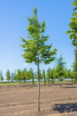 Ostrya carpinifolia hochstamm 10/12