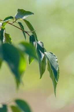 Ostrya carpinifolia hochstamm 10/12