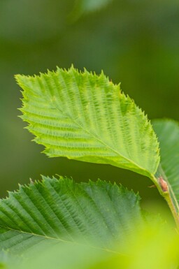 Ostrya carpinifolia hochstamm 10/12