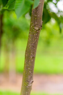 Ostrya carpinifolia hochstamm 10/12