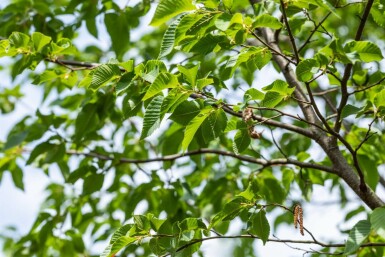 Ostrya carpinifolia hochstamm 10/12