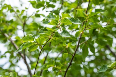 Ostrya carpinifolia hochstamm 10/12