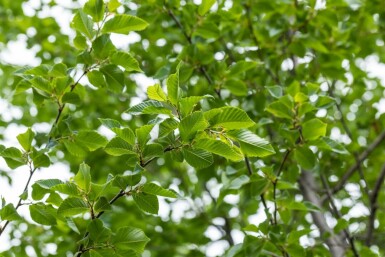 Ostrya carpinifolia hochstamm 10/12