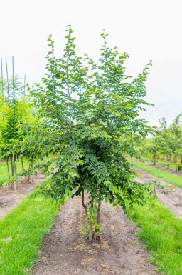 Ostrya carpinifolia mehrstämmig