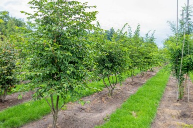 Ostrya carpinifolia mehrstämmig