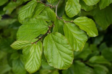 Parrotia persica