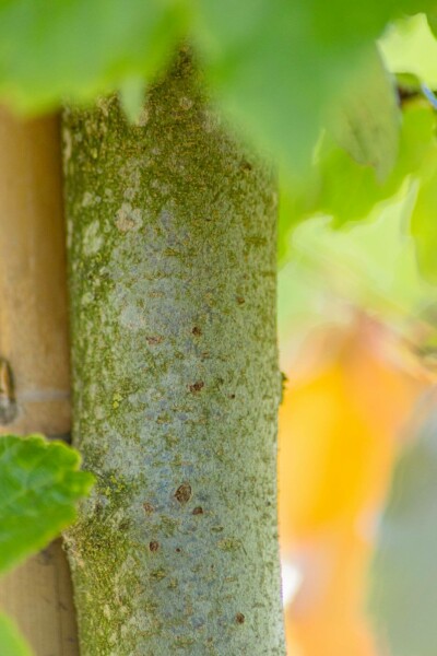 Parrotia persica