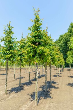 Parrotia persica hochstamm 10/12