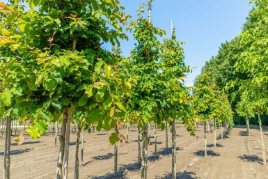 Parrotia persica hochstamm 10/12