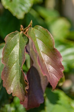 Parrotia persica hochstamm 10/12