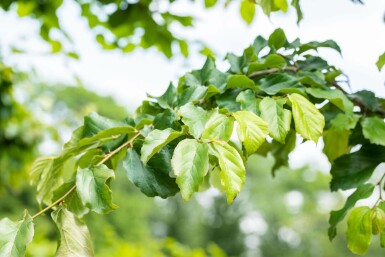 Parrotia persica hochstamm 10/12