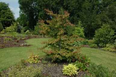 Parrotia persica hochstamm 10/12