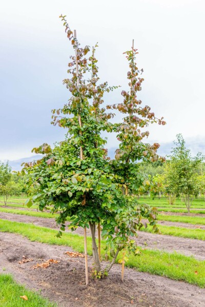 Parrotia persica mehrstämmig 200-250