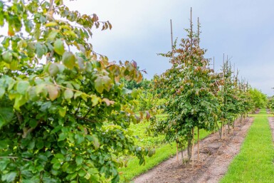 Parrotia persica mehrstämmig 200-250