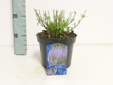 Blauraute Perovskia atriplicifolia 'Blue Spire' 15-20 Topf 2 ltr. (C2)