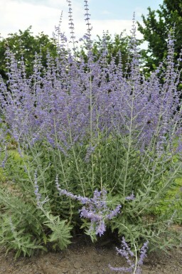 Blauraute Perovskia atriplicifolia 'Blue Spire' 15-20 Topf 2 ltr. (C2)