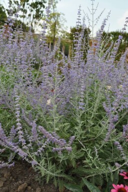 Blauraute Perovskia atriplicifolia 'Blue Spire' 15-20 Topf 2 ltr. (C2)