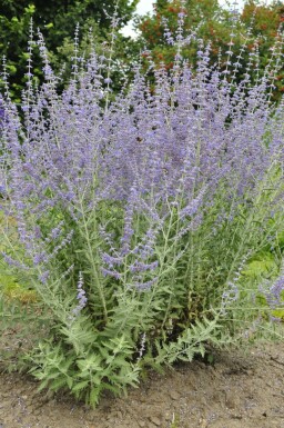 Blauraute Perovskia atriplicifolia 'Blue Spire' 15-20 Topf 2 ltr. (C2)